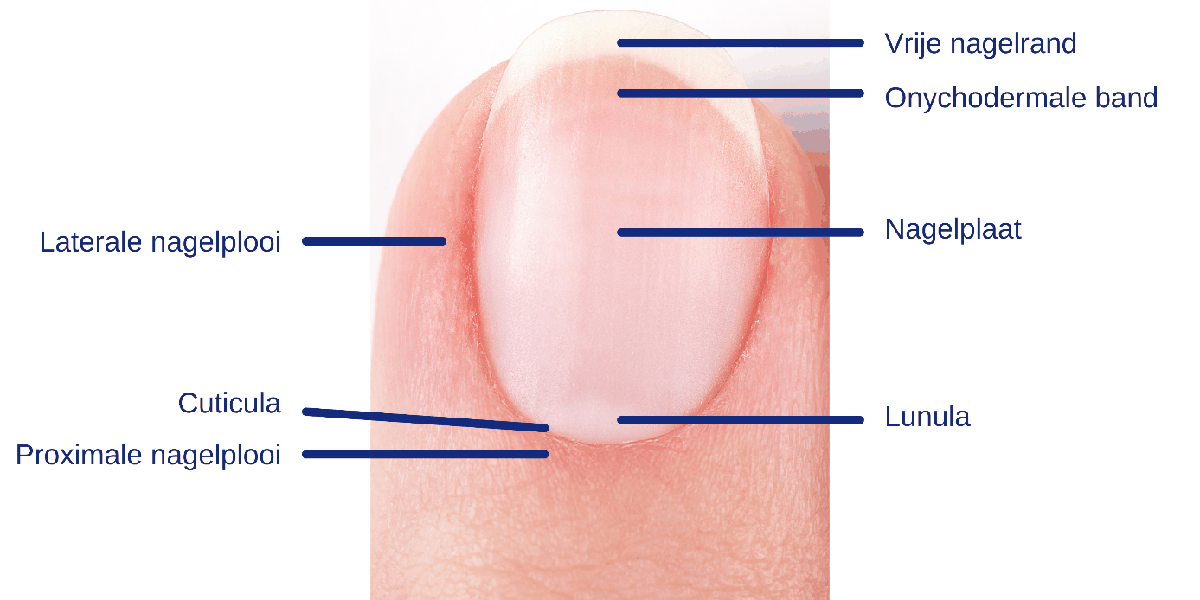 De vijf lagen van de epidermis