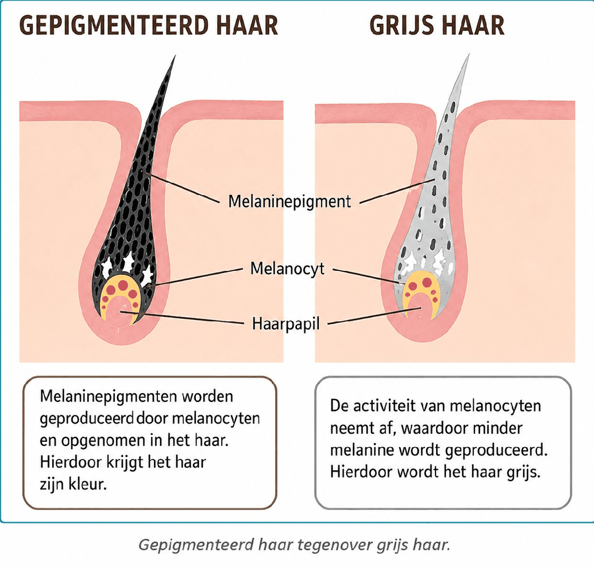 De drie lagen van de huid