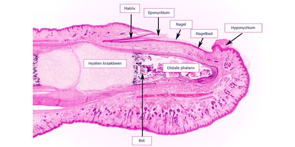 Anatomie van het nagelapparaat